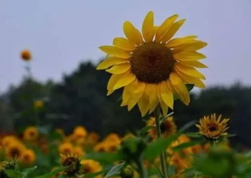 向日葵開花時間 向日葵開花時間