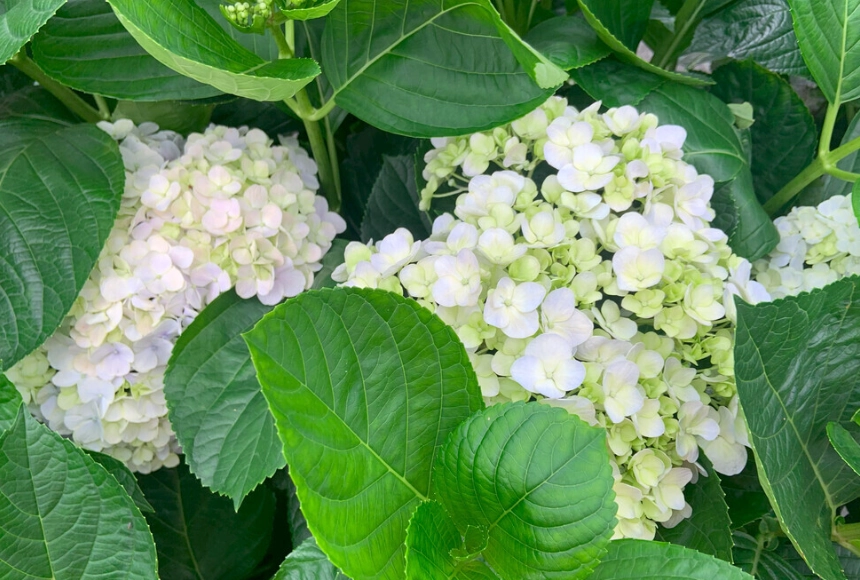 繡球花肥料選擇