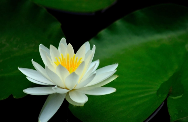 水蓮毒性處理 水蓮毒性處理