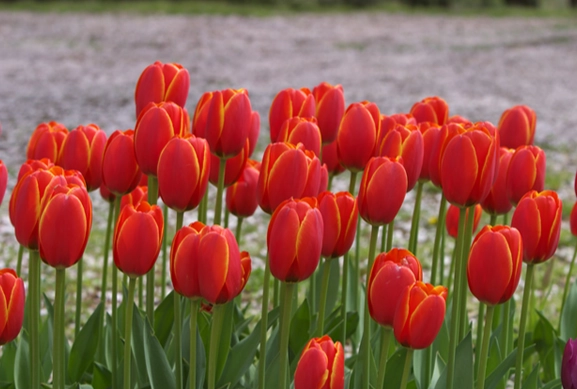 水培鬱金香技巧