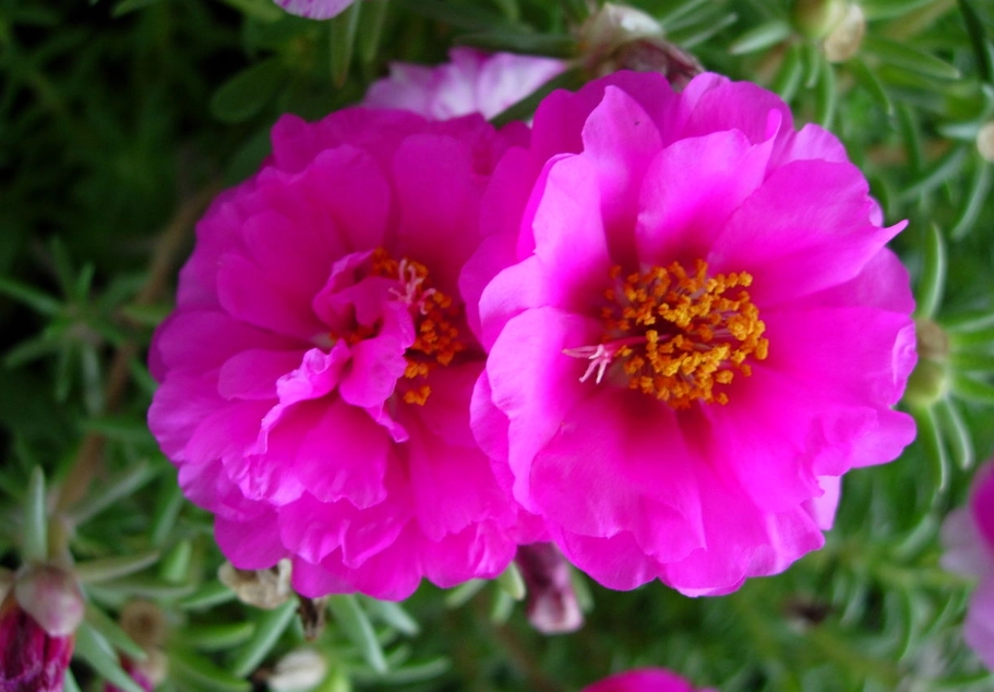 太陽花栽培時間