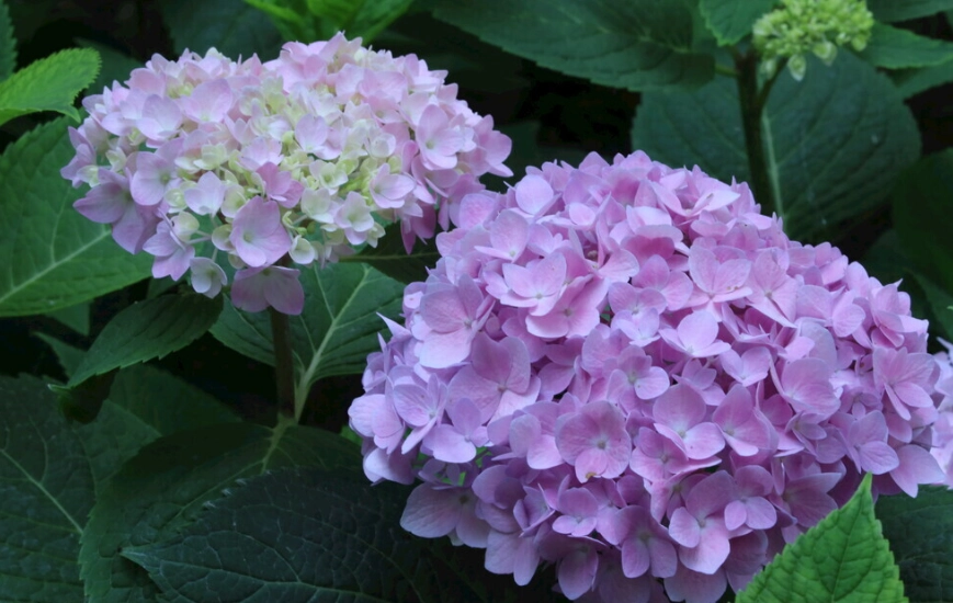 繡球花病害防治