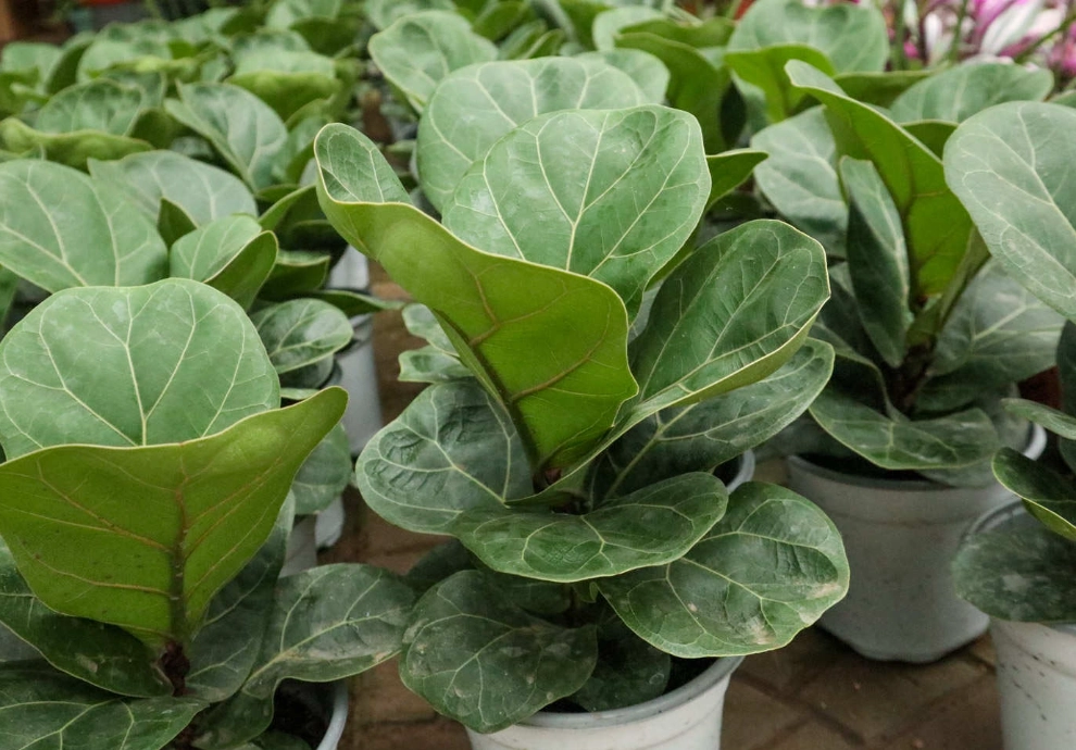 琴葉榕養護技巧