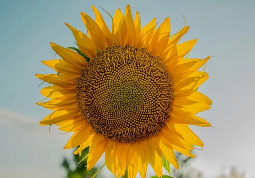 向日葵種植常見問題