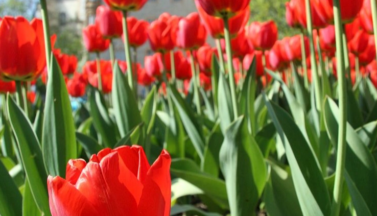 鬱金香花期管理