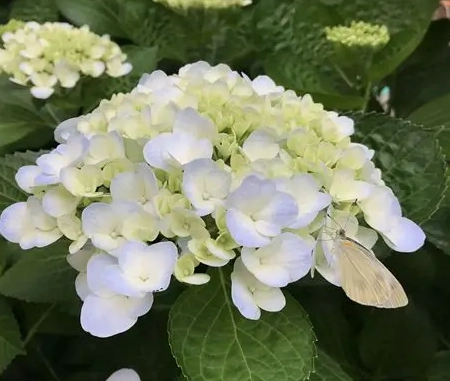 繡球花病害防治