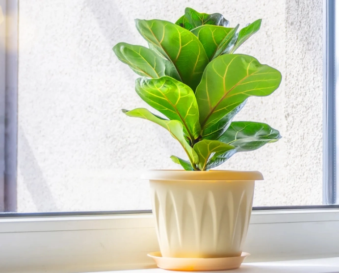 琴葉榕常見問題