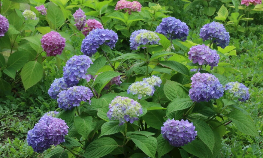 繡球花病害防治