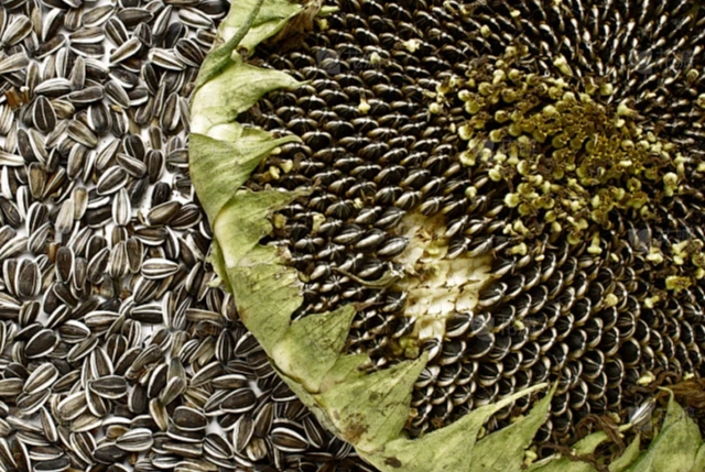 向日葵種子發芽