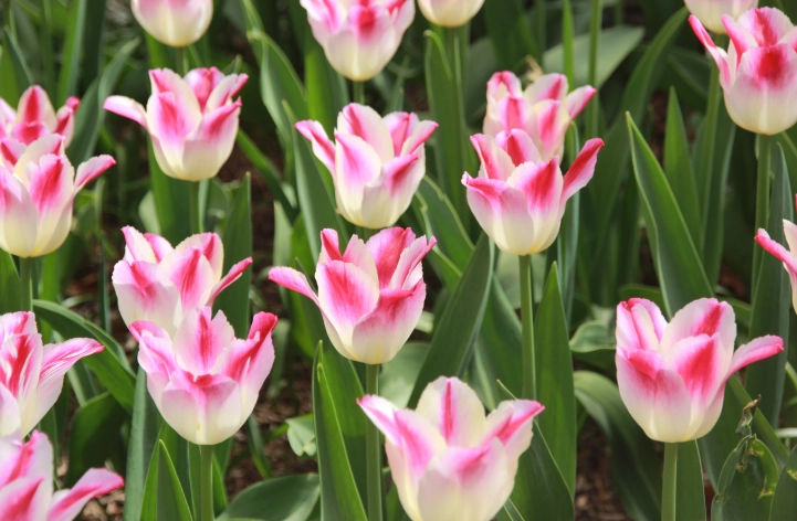 水培鬱金香方法