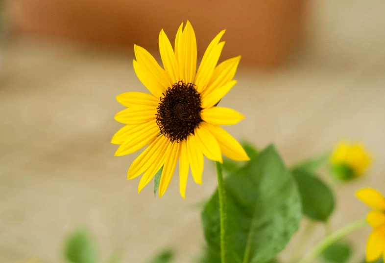 向日葵種植方法 向日葵種植方法