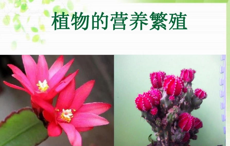 無性繁殖優缺點