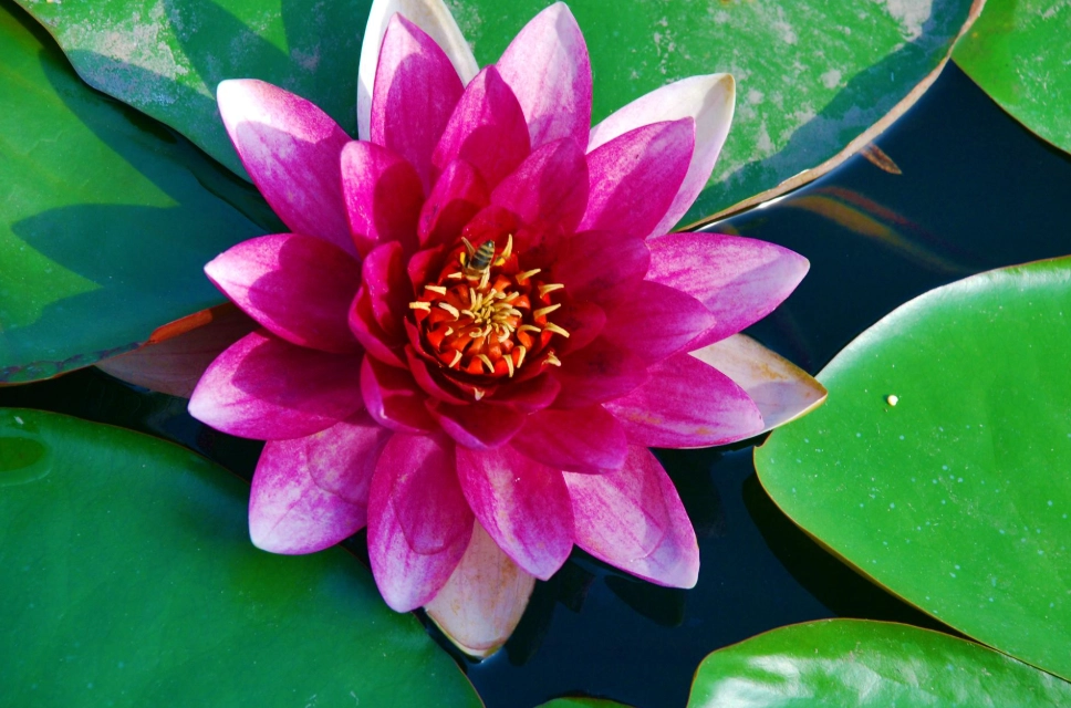 水蓮毒性處理 水蓮毒性處理