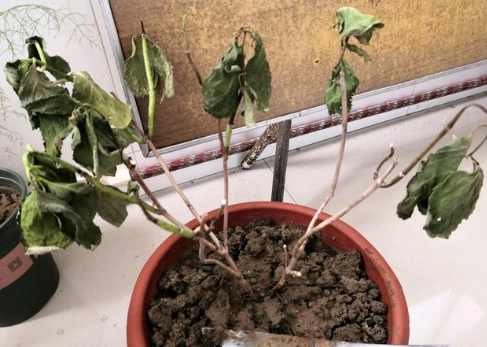 繡球花根部問題