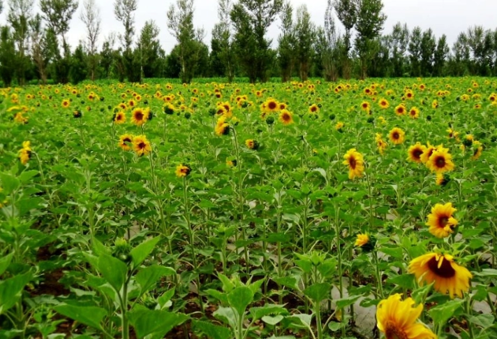 向日葵種植土壤
