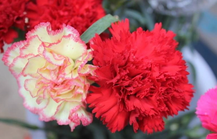 康乃馨繁殖技巧