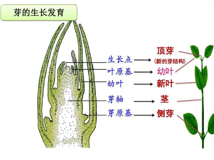 植物繁殖方法