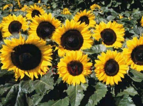 矮性向日葵種植方法