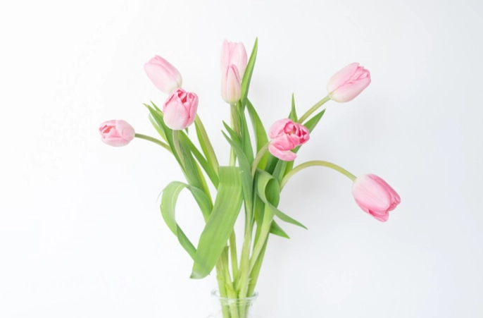 鬱金香球根水培