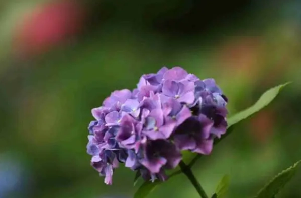 繡球花養護技巧