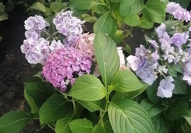 绣球花根部腐烂