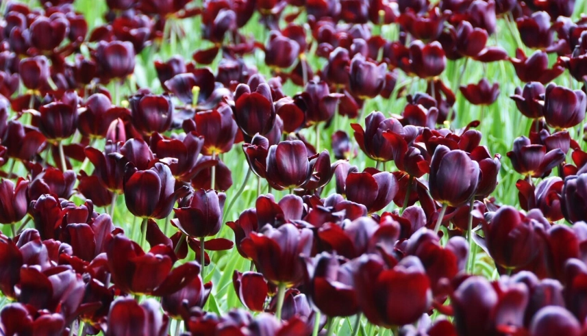 鬱金香水培方法