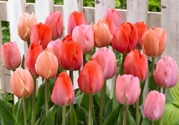 鬱金香球根照顧