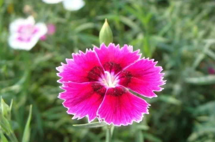 香石竹種植方法