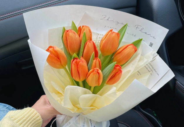 水培鬱金香技巧