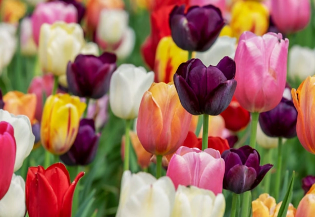 鬱金香球根種植