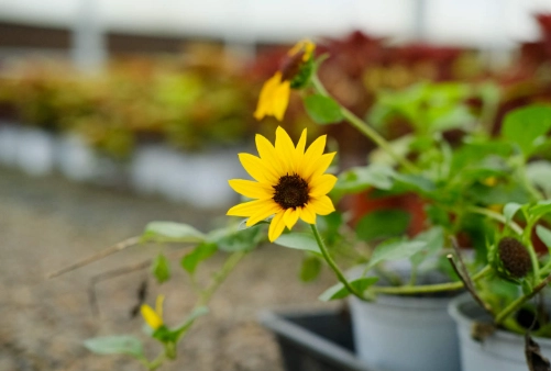 向日葵開花周期 向日葵開花周期