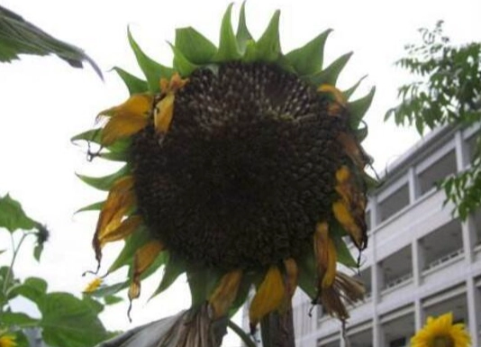 向日葵種子收集