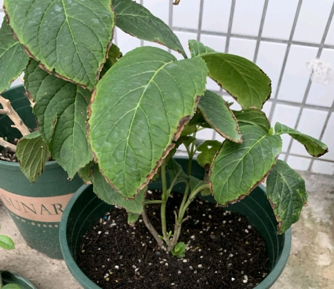 繡球花葉子邊緣焦枯