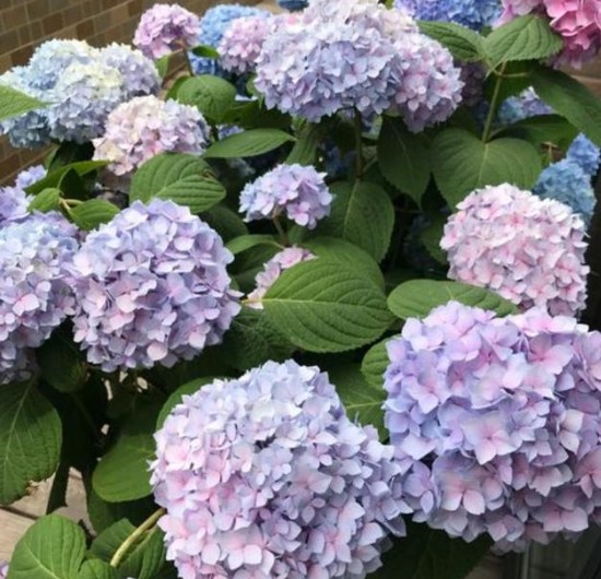 绣球花根部腐烂