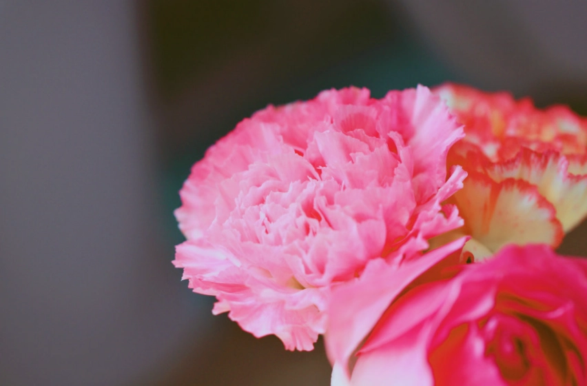 康乃馨保鮮技巧