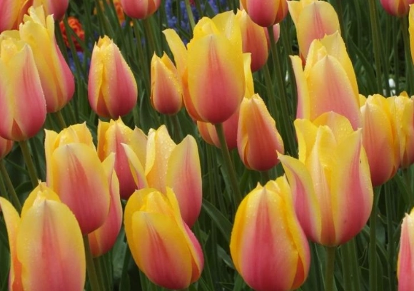 鬱金香球根購買