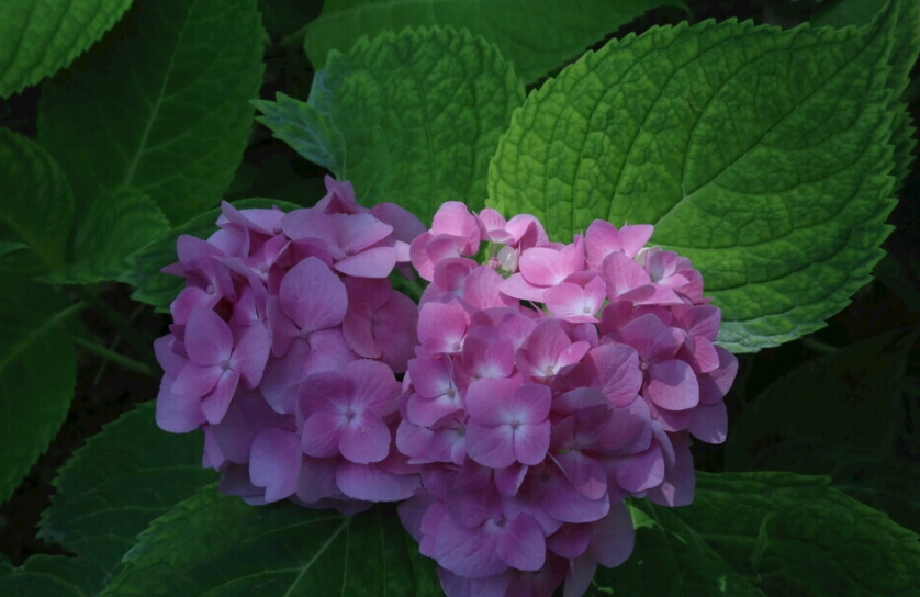 水養繡球花方法