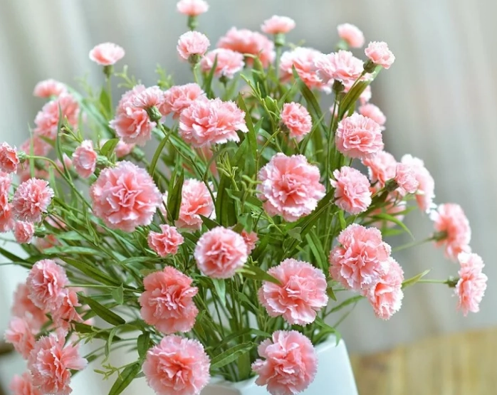 康乃馨分枝時機