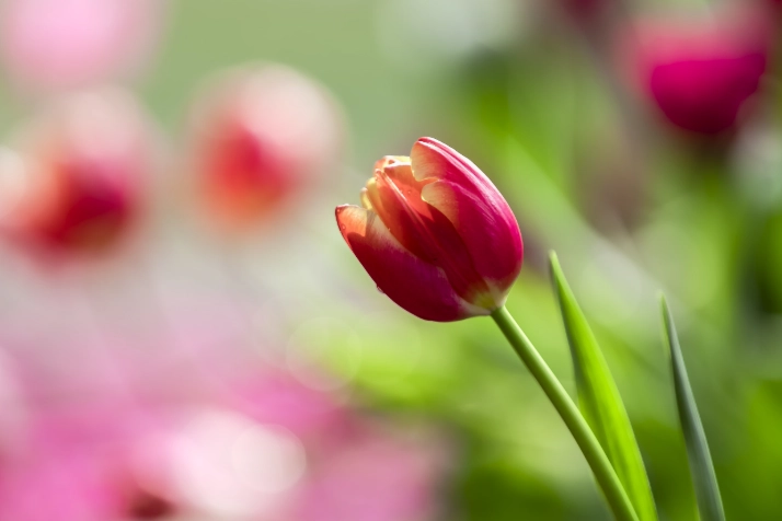 水培鬱金香方法