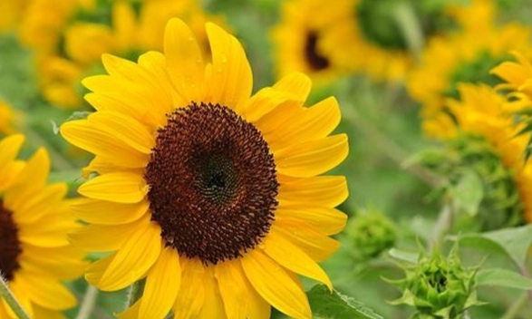 矮性向日葵盆栽技巧