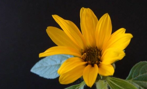 矮性向日葵照顧指南