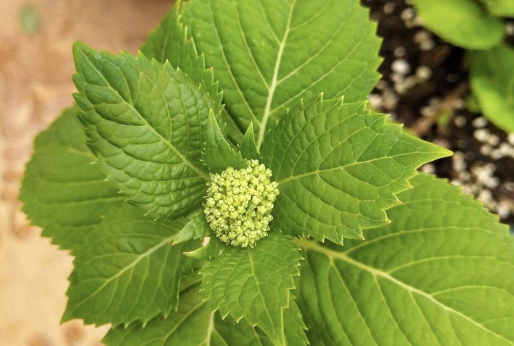 繡球花花苞不開花