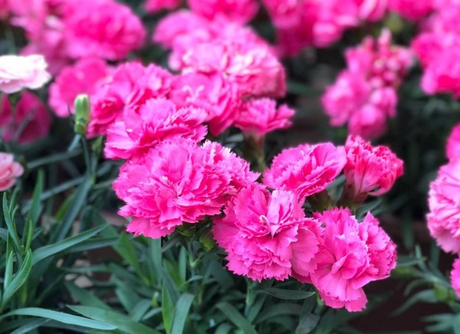 康乃馨生長溫度