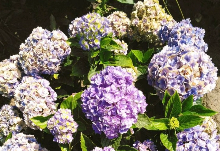 繡球花花苞照顧