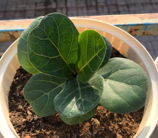 琴葉榕掉葉原因