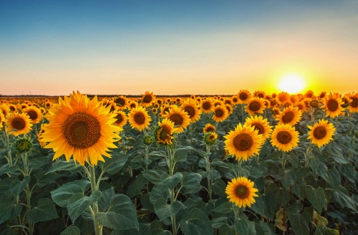 向日葵花期長短 向日葵花期長短