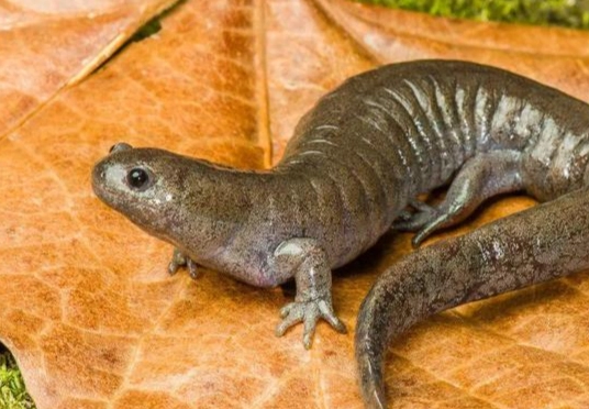 無性生殖優缺點