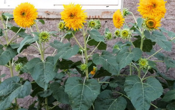 向日葵土壤配方