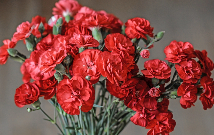 康乃馨繁殖技巧