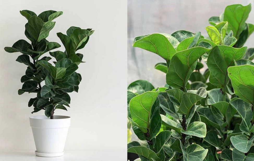 琴葉榕常見問題